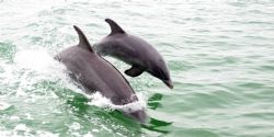 This image was taken on a dolpin cruise in clearwater, FL. by Juliana Metzger 